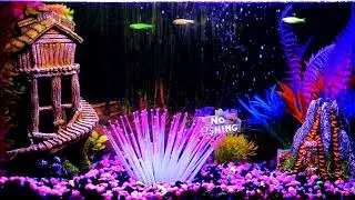 Bright fishtank at night