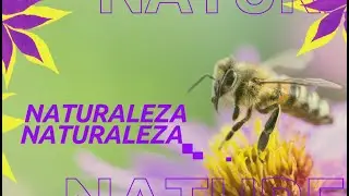 La naturaleza: mentora y dise&ntilde;adora - Un Biofuturo // Por: Balance Espectro