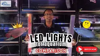 Normal LED vs Aladin LED Light for Super Red Arowana | Pearl Aquatics