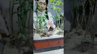 how primitive building videos are staged bax primitive brothers
