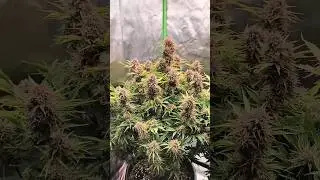 Haupttrieb & Bl&uuml;ten Update | Fastbuds Autoflower - Spider Farmer Grow #shorts #gardening #plants