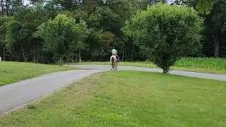 Sultan 3 year old dappled buckskin gaited horse for sale in Kentucky