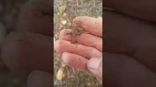 arazide dedektörle tektekçilik yaptım  #tektekçilik #metaldetecting