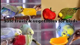 Safe fruits & vegetables for birds