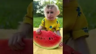 Adorable Baby Monkey Enjoys Watermelon | Sweet Summer Snack Time #babymonkey #watermelon #cutebabies