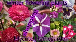 winter flowering plants shopping  with name & price | #sundayshopping #winterflowers