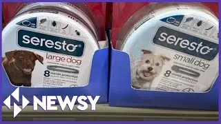 Seresto Dog Collar Under Fire For Alleged Cover-Up