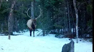How Bull Elk Spend the Winter on the Front Range