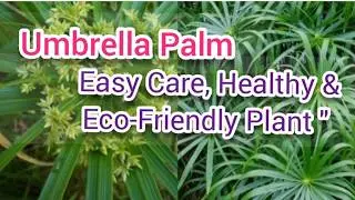 Ambrella Palm Plant Care 🌿 | पानी को Natural Filter करने वाला पौधा | Umbrella Papyrus