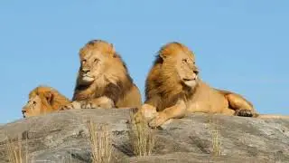 Learn about wild animals: wolf, roe deer, buffalo, cheetah and lion. Animal sounds part 2