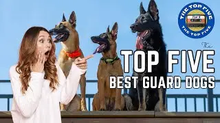 The Top 5 Best Guard Dogs [4K]