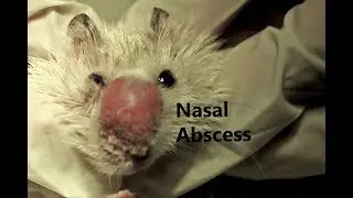 A 2-year-old dwarf hamster has a  red swollen nose. Pt 1/3