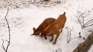 Джесси и Шерри играются. Boxer Dogs.