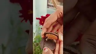 Oreo toffee crunch #new song