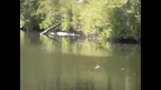 Skydiving Dragonfly, by The Dragonfly Whisperer