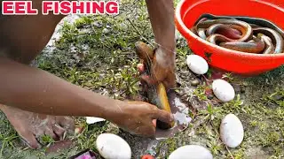 Unique Eel fish catching video from muddy hole   Best fishing video
