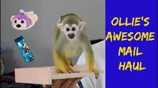 Pet Squirrel Monkey Baby oLLie Plays in Awesome Mail Haul