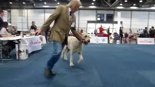 MORITZ VOM ALPETAL Leipzig Irish Wolfhound