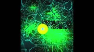 A Closer Look: Super-resolution STED Microscopy and Amyloid Imaging
