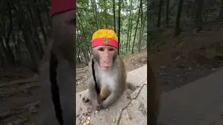 This monkey wears hat. #entertainment #animals #story