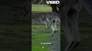 Understanding Kangaroo Behavior and Adaptations: Insights into Australia&rsquo;s Unique Marsupials