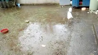 Flood in our back yard (Disaster)!! &iexcl;!?!!!!!!!!!!