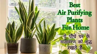 Air Purifying Plants For Home/ Best Air Purifying Plants/हवा को शुद्ध करनेवाले पौधे