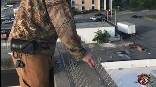 Pigeon Control at a Commercial Building in Macon, Georgia
