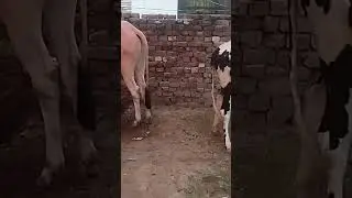 Chalo chalo Mandi chalo#cow