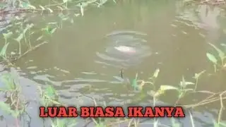 Rawa kangkung surganya nila liar