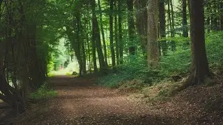 🌳 4K - Relaxing Nature Sounds For Stress Relief, Forest Sounds, Bird Song, ASMR