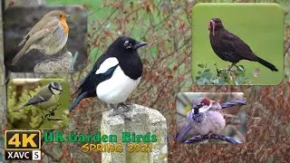 [4K] UK Garden Birds. Spring 2021
