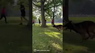 #protectiondog #malinoistraining obedience training with Dutch shepherd in busy environment