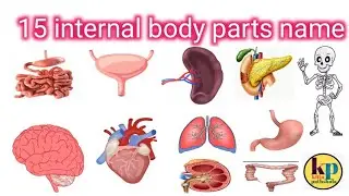 15 internal body parts| Hindi and English|with picture||organs vocabulary