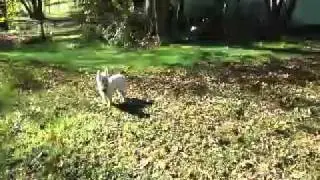 How to De-Skunk Your Cattle Dog!