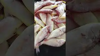 💁🐬 Vanagaram fishmarket💥#kasimedu#chennaiyinmeenvlog #mommyzzzshopping#fish#viral #vanagaram#shorts 