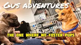 We foster 2 puppies! How do our fur babies react?!
