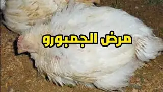 مرض الجمبورو ؛ اعراضه الظاهرة علي الفراخ ؛ وطرق الوقاية والعلاج ؛ احذروا الجمبورو الخطير ؛ مهم جدا
