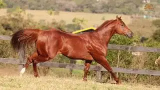 LOTE 21 - EMBRIAO FANTASTIC FEATURE X KARINA SIX2