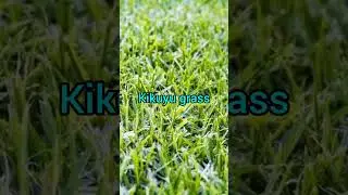 Types of grass for lawn