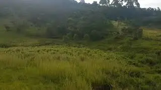running around the bush