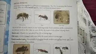 Class-3 Science pg 61(social insects),62&63