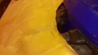 Praying Mantis Egg Hatching