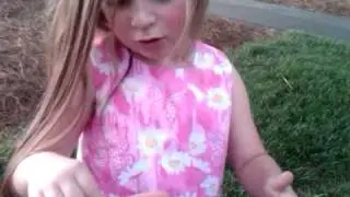 Magicicada,  13 year Cicada