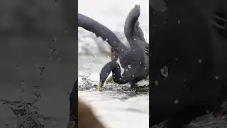 Hunting Fish #shortvideos #birdwatchinglife #videoshow