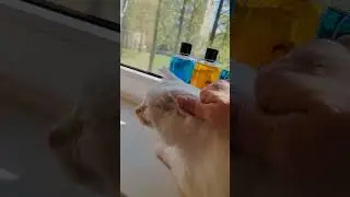 ругаются, Кузя бывает очень вредным #cats #live
