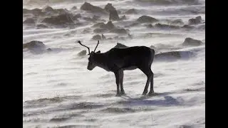 ✅  Vulnerable George River caribou herd shows first population gain in over 25 years