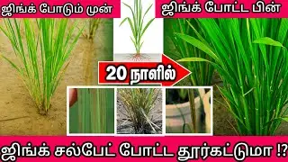 Zinc Sulphate Fertilizer | Micronutrient | Uses | Tamil