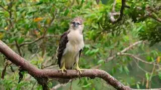 Footage Of An Eagle Waiting For The Rain To Stop | Copyright Free HD Videos
