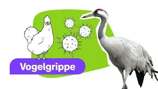 Vogelgrippe | logo! einfach erkl&auml;rt